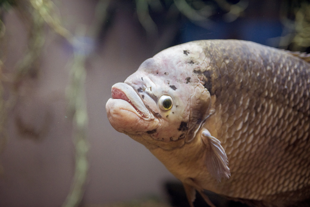 Big Forehead Fish: A Fascinating Look Into Nature’s Oddball big forhead fish