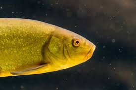 Fishes with Big Foreheads: Nature’s Quirky and Fascinating Creatures fishes with big foreheads